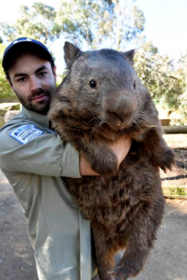 Patrick, Wombat Terbesar dan Tertua di Dunia